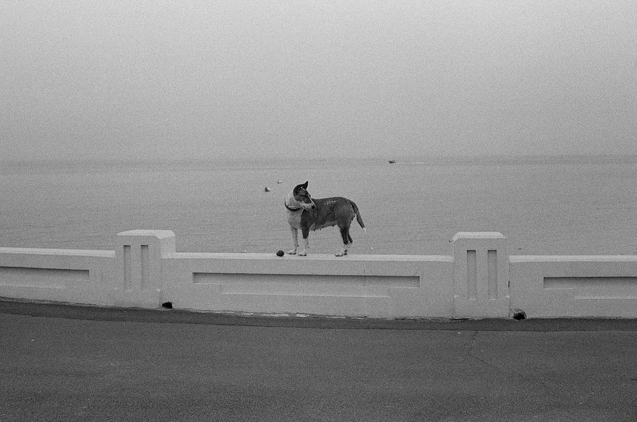 dog and ball